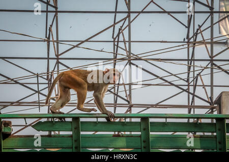 L'or indien Monkey - Agra, Inde Banque D'Images