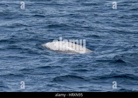 Baleine à bec de Cuvier mâle ou d'oie-sowerby, Ziphius cavirostris, surfaçage de plusieurs centaines de milles au large de la Mauritanie, l'Afrique du Nord Banque D'Images