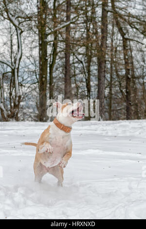 Staffordshire Bull Terrier dans le saut sur un snow Banque D'Images