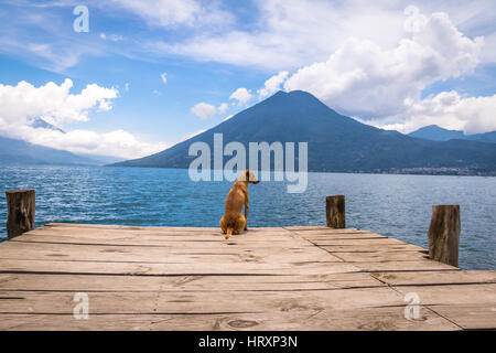 Chien dans une jetée en bois à l'horizon au lac Atitlan avec volcan San Pedro sur l'arrière-plan - San Marcos la Laguna, Guatemala Banque D'Images