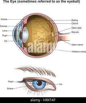 Les yeux sont les organes de la vision. Ils détectent la lumière et la transformer en impulsions électro-chimique dans les neurones. Chez les organismes supérieurs, l'œil est un complexe o Illustration de Vecteur