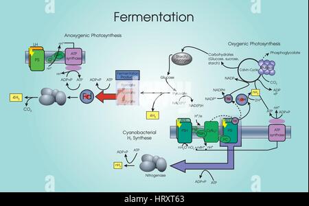 La fermentation est un processus métabolique qui convertit le sucre pour acides, gaz ou de l'alcool. Elle se produit dans les levures et bactéries, et aussi dans l'oxygène du muscle-affamés Illustration de Vecteur