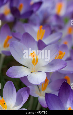 Crocus tommasinianus Banque D'Images