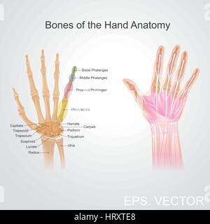 Doigts contiennent quelques-uns des domaines les plus denses de terminaisons nerveuses sur le corps, et sont la source la plus riche de la rétroaction tactile. Ils ont aussi le plus grand po Illustration de Vecteur