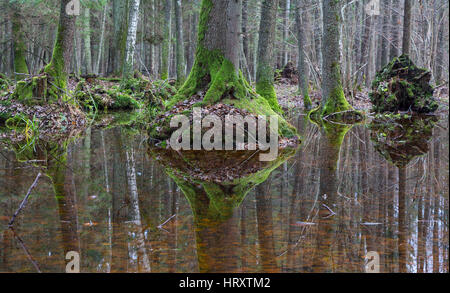 Vieux arbres aulne enveloppé de mousse dans l'eau, l'refleciting-aulne printemps stand tourbière, forêt de Bialowieza, Pologne, Europe Banque D'Images