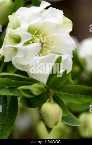 Helleborus x hybridus 'angel' Ellen White .Ranunculaceae Banque D'Images