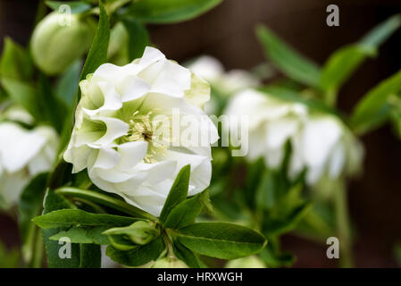 Helleborus x hybridus 'angel' Ellen White .Ranunculaceae Banque D'Images