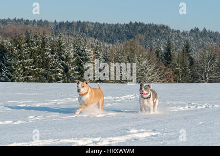 Deux exécutant staffordshire bull terriers dans la neige Banque D'Images