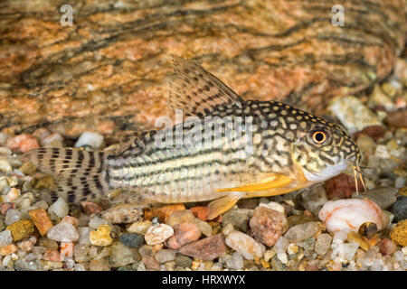 Portrait de l'eau douce Corydoras sterbai (poisson-chat) dans l'aquarium Banque D'Images