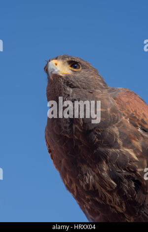 Buse à queue rouge, un American raptor Banque D'Images