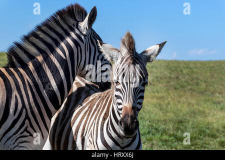 Cute zèbres - le zèbre de Burchell (Equus burchelli), Eastern Cape, Afrique du Sud Banque D'Images