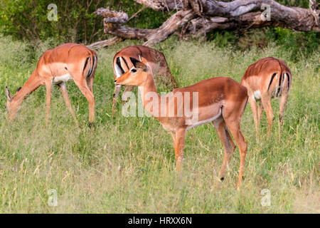 Troupeau d'Impala (Aepyceros melampus) debout dans l'herbe haute, Kruger National Park, Afrique du Sud Banque D'Images