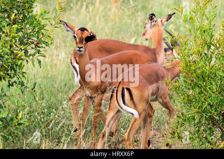 Vigilant dans l'Impala (Aepyceros melampus) bushs Afrique du Sud Parc National Kruger Banque D'Images