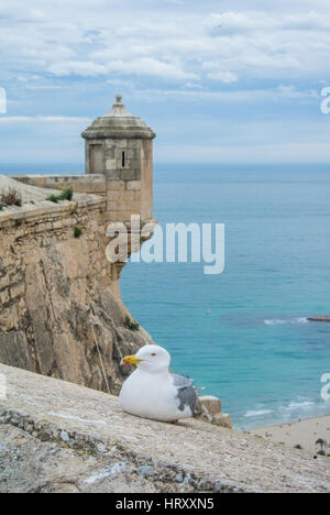 Une mouette près de l'ancien château Santa Barbara au-dessus de la plage et vue sur mer Méditerranée à Alicante, Espagne. Banque D'Images