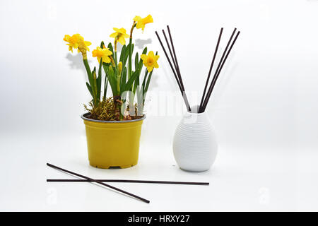 Bâtonnets aromatiques pour accueil en vase en céramique blanche avec fleurs de printemps. Isolated on white Banque D'Images