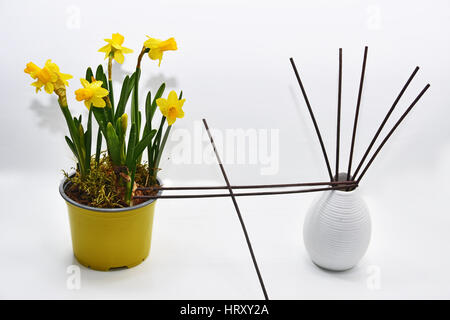 Bâtonnets aromatiques pour accueil en vase en céramique blanche avec fleurs de printemps. Isolated on white Banque D'Images