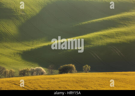 Arbres en fleurs et de colza jaune sur le terrain ondulé vert en arrière-plan dans les champs au coucher du soleil, de Moravie du Sud en République tchèque. Paysage Banque D'Images