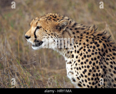 Chasse guépard Gazelle de Thompson les proies dans le Masai Mara, une plus grande conservation Mara, Kenya, Afrique du Sud Banque D'Images