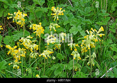 Coucou bleu fleurs (Primula veris) croissant chez Farley, Mont près de Winchester, Angleterre Banque D'Images