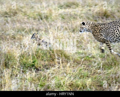 Les jeunes guépards chassant la Gazelle de Thomson en proie ordinaire le Masai Mara, une plus grande conservation Mara, Kenya, Afrique du Sud Banque D'Images