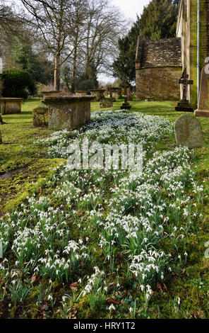 Perce-neige à l'église Sainte-Marie, Beverston Gloucestershire Banque D'Images