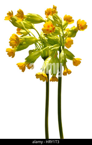 Fleurs de Cowslip (Primula veris) sur fond réflecteur blanc Banque D'Images