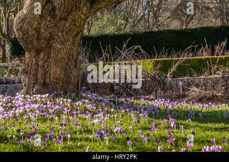 Purple crocus fleurs à la base d'un grand vieil arbre Banque D'Images