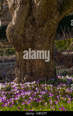 Purple crocus fleurs à la base d'un grand vieil arbre Banque D'Images