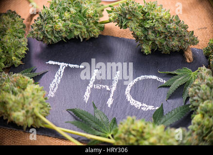 Arrière-plan de la marijuana médicale de cannabis avec les feuilles et les bourgeons alantours le mot écrit à la main sur le THC conseil sombre Banque D'Images