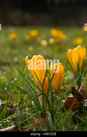 Fleurs crocus jaune avec des gouttelettes d'eau sur les pétales dans un champ de fleurs Banque D'Images