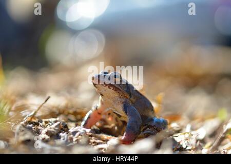 Moor frog (Rana arvalis au printemps) Banque D'Images