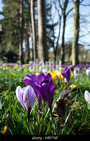 Fleurs de Crocus au printemps, Brueton Park, Solihull, West Midlands, England, UK Banque D'Images