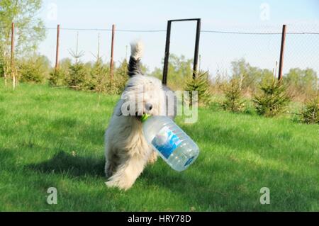 Le Old English Sheepdog jouant sur la pelouse avec une bouteille d'eau vide Banque D'Images