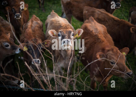 Veaux Bull dans un champ d'agriculteurs dans la région de South Hams de Devon, Angleterre. Banque D'Images