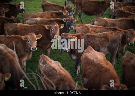 Veaux Bull dans un champ d'agriculteurs dans la région de South Hams de Devon, Angleterre. Banque D'Images