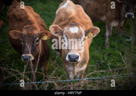 Veaux Bull dans un champ d'agriculteurs dans la région de South Hams de Devon, Angleterre. Banque D'Images