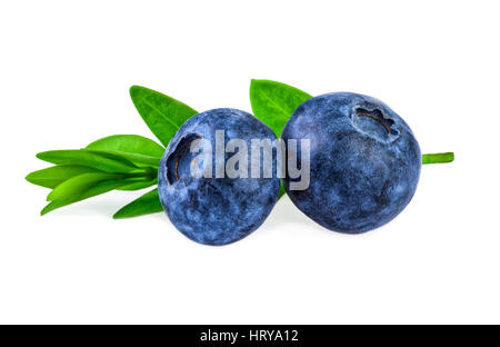 Deux bleuets avec green leaf isolated on white in close up Banque D'Images