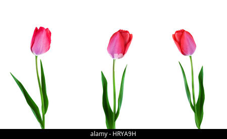 Tulipe rose fleurs dans une ligne isolé sur fond blanc Banque D'Images