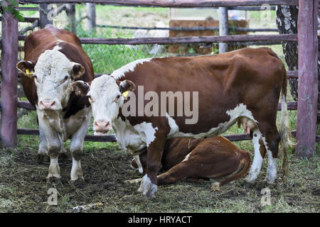 La famille de vache dans un stylo sur une ferme rurale Banque D'Images