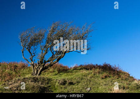 Windswept arbre sur Bodmin Moor, Cornwall Banque D'Images