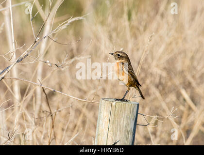 European Stonechat (Saxicola torquata) perché sur fencepost dans le Devon Banque D'Images