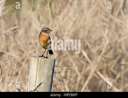 European Stonechat (Saxicola torquata) perché sur fencepost dans le Devon Banque D'Images