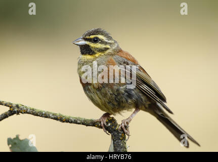 L'ICDR masculins (Emberiza cirlus) Banque D'Images