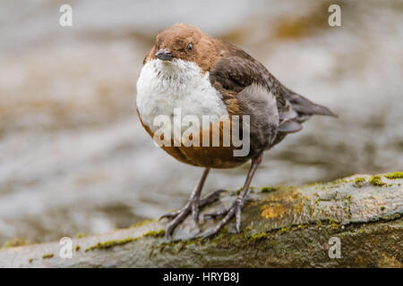 White-throated dipper (Cinclus cinclus) sur la tête. Espèce d'oiseau aquatique de la famille Cinclidae, comité permanent par la rivière Taff à Cardiff, Pays de Galles, Royaume-Uni Banque D'Images