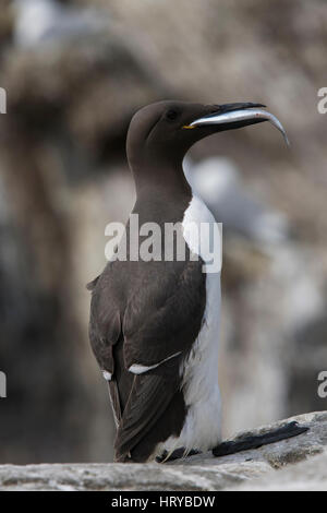 Un adulte common guillemot (Uria aalge) avec le poisson dans son bec, Iles Farne, Northumberland, Angleterre Banque D'Images