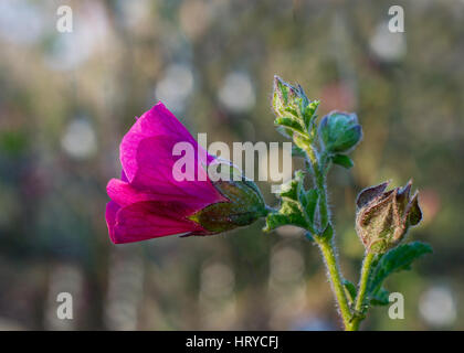 Mauve du cap, Anisodontea sp hybride, des fleurs roses dans la nature Banque D'Images