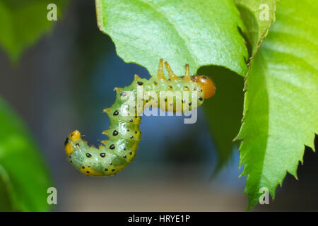 Rose des larves de tenthrède (Arge ochropus) se nourrissant des feuilles de roses Banque D'Images
