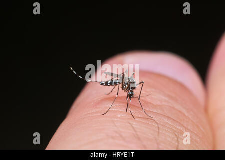 Moustique tigre (Aedes albopictus) prêt à mordre la peau humaine Banque D'Images