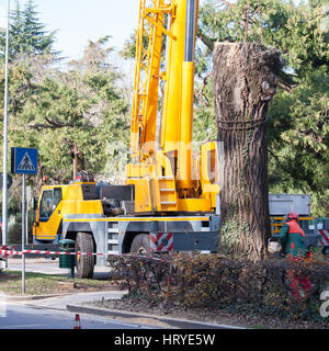 Couper un grand arbre dans une ville. L'entretien du citoyen vert. Banque D'Images