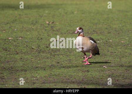 Egyptian goose (Alopochen aegyptiacus) marche sur l'herbe. Banque D'Images